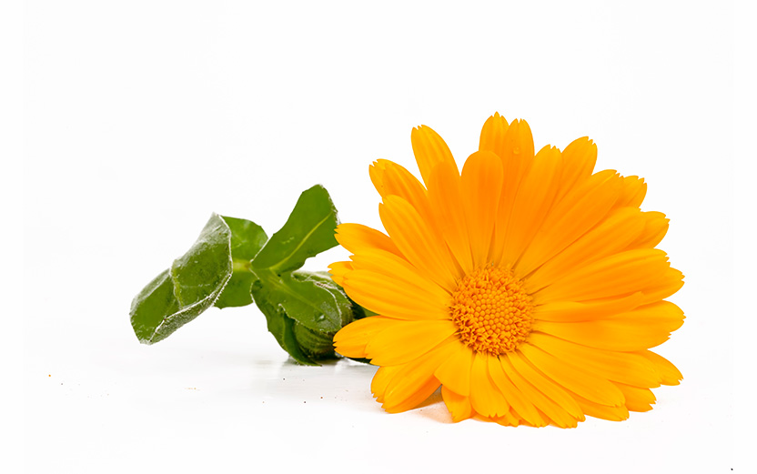 Flores y Pétalos