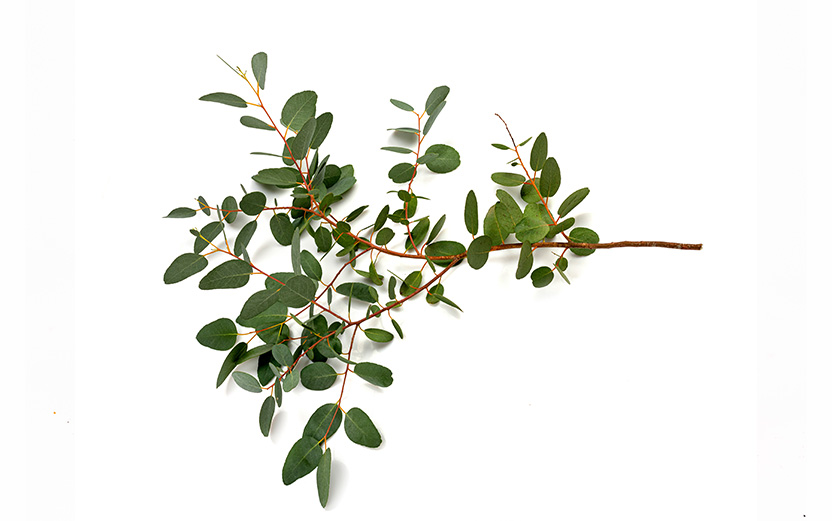 Plantas, Raíces y Medicinales
